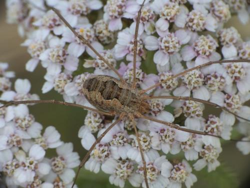 Phalangium opilio